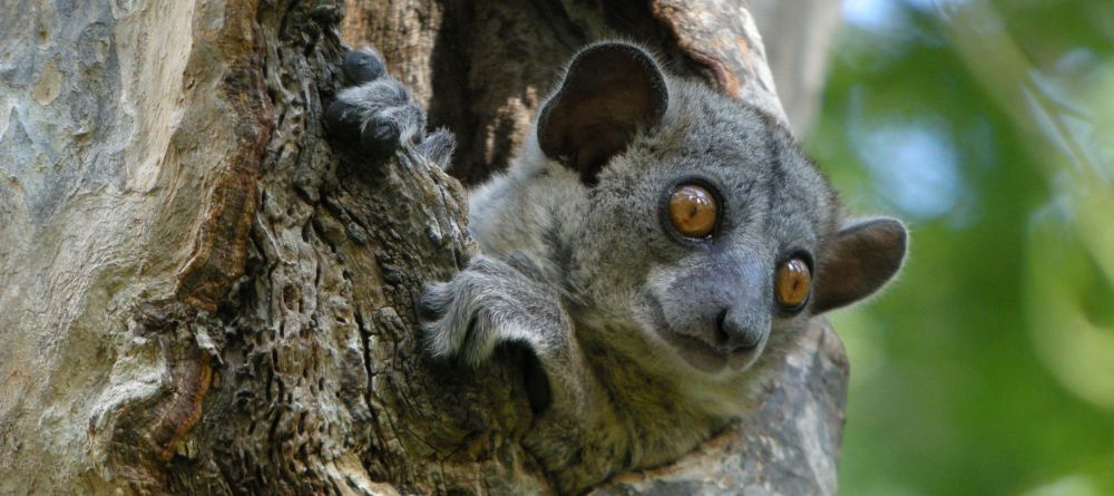 Gite de Kirindy, Kirindy National Park, Madagascar - Image 4