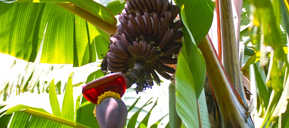 Red bananas at Arumeru River Lodge, Arusha, Tanzania - Image 13