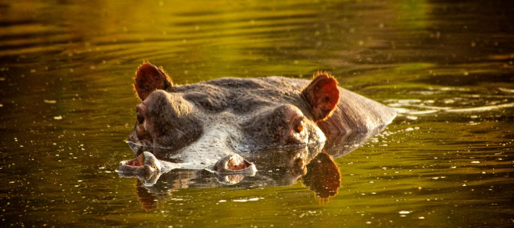 Rekero Camp, Masai Mara National Reserve, Kenya - Image 13