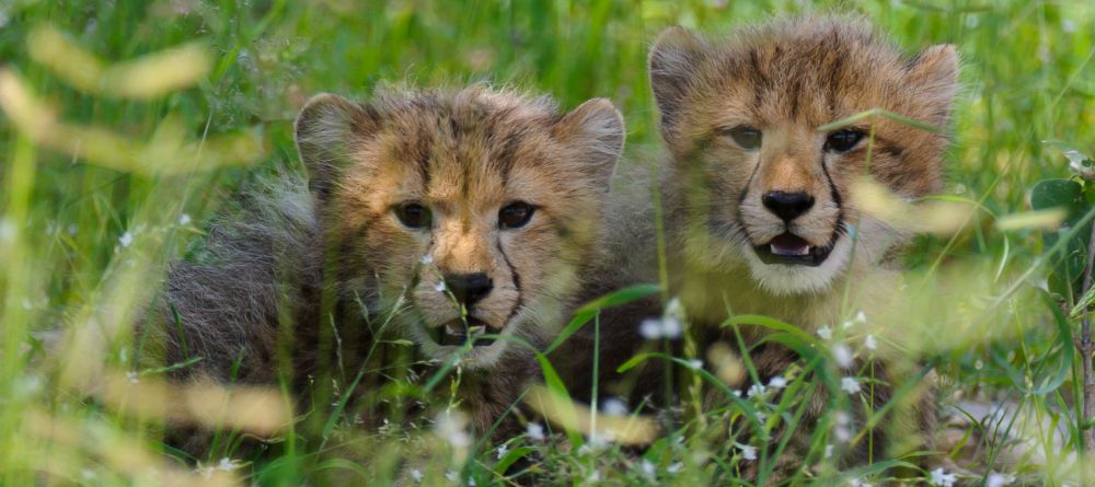 cheetah cubs - Image 5