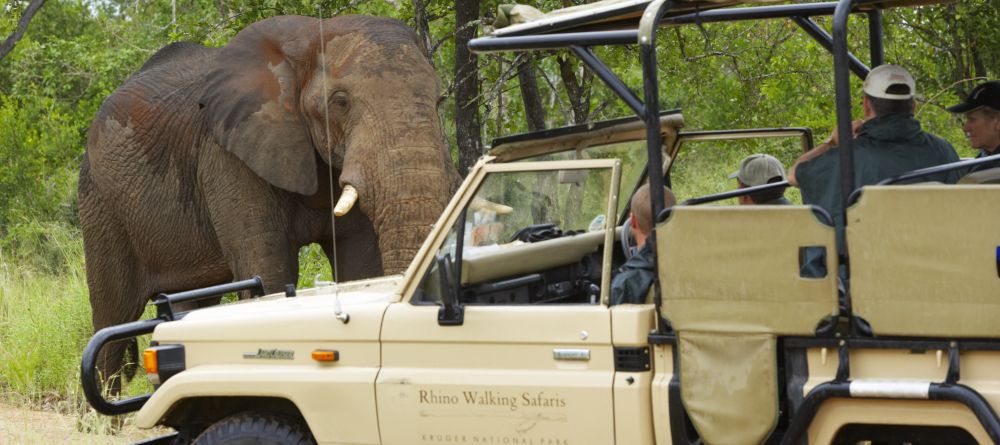 Rhino Walking Safaris - Drive with Elephants - Image 6