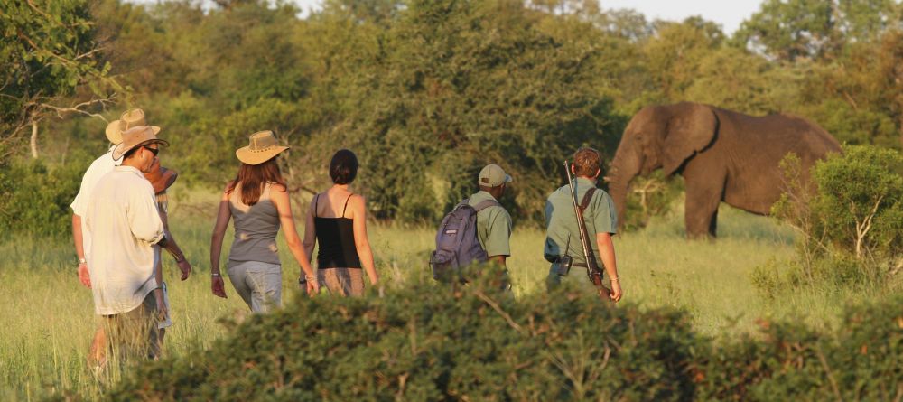 Rhino Walking Safaris - Walking with Elephants - Image 11