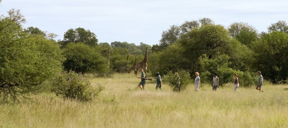 Rhino Walking Safaris - Walking with Giraffes - Image 12