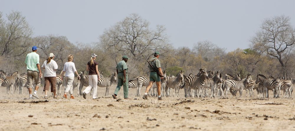Rhino Walking Safaris - Walking with Zebras - Image 14