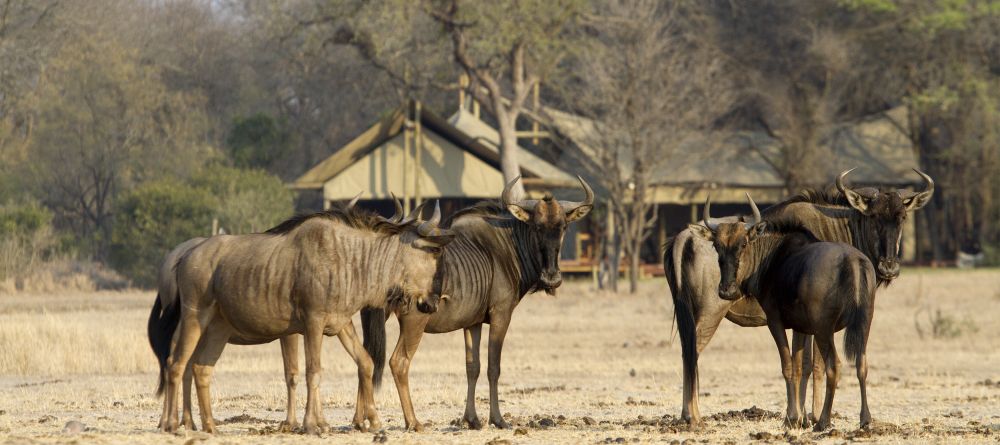 Rhino Walking Safaris - Wildebeests - Image 15