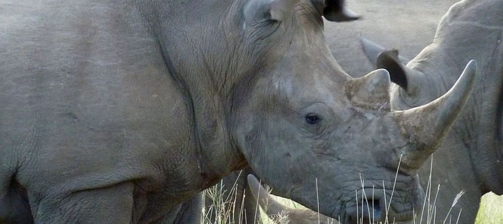 Pilanesberg Safari - White Rhino - Image 1