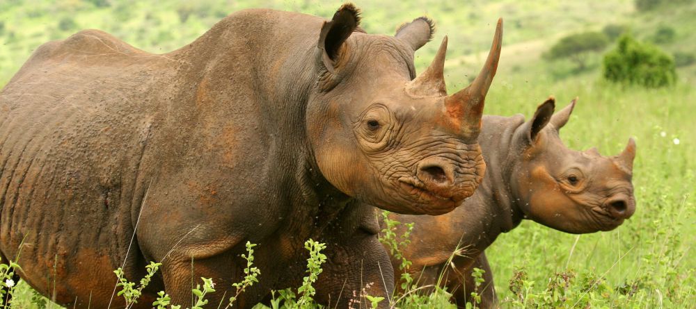 Rhino Spotted Outside - Image 7