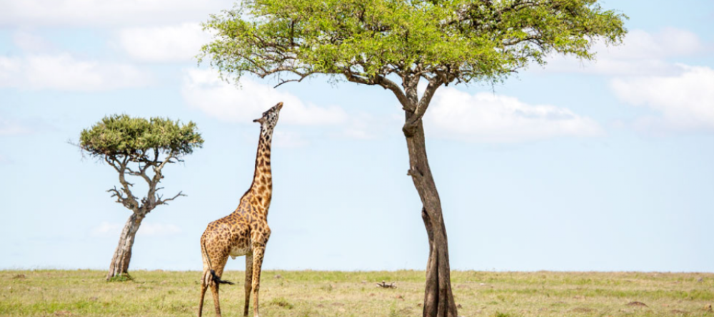 Richards Forest Camp - Image 2