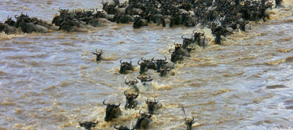 Wildebeest migration river crossing - Image 7