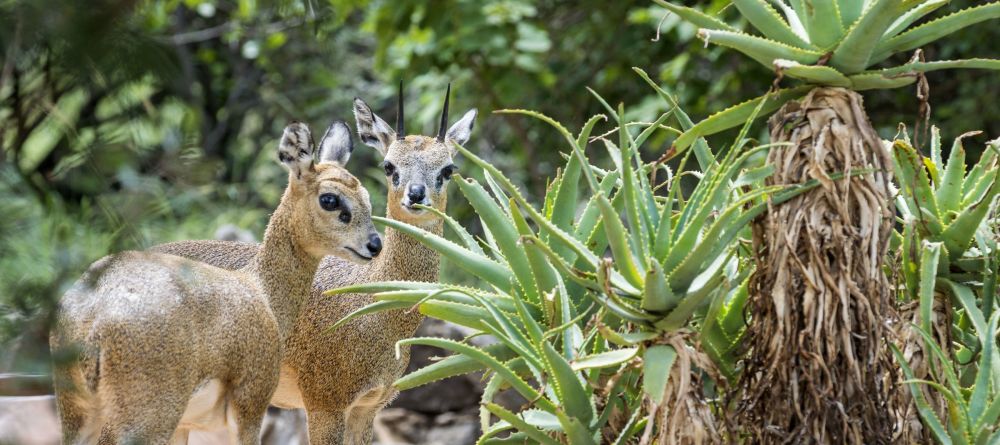 Royal Madikwe, Madikwe Game Reserve, South Africa - Image 15