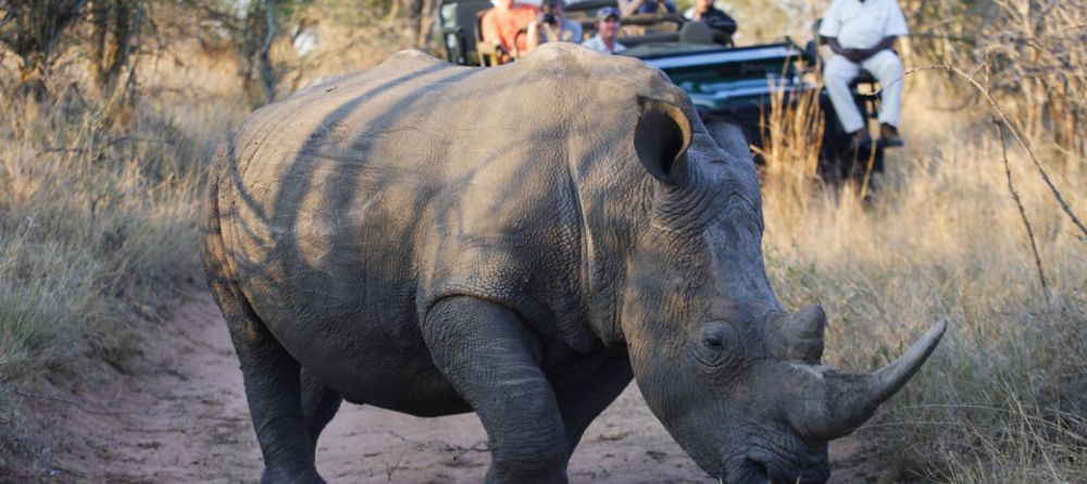 A rare encounter with a rhino at Royal Malewane, Kruger National Park, South Africa - Image 15