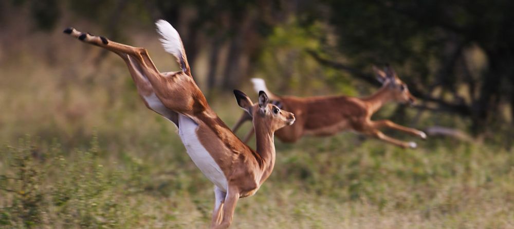 A springy impala flees from predators at Royal Malewane, Kruger National Park, South Africa - Image 7