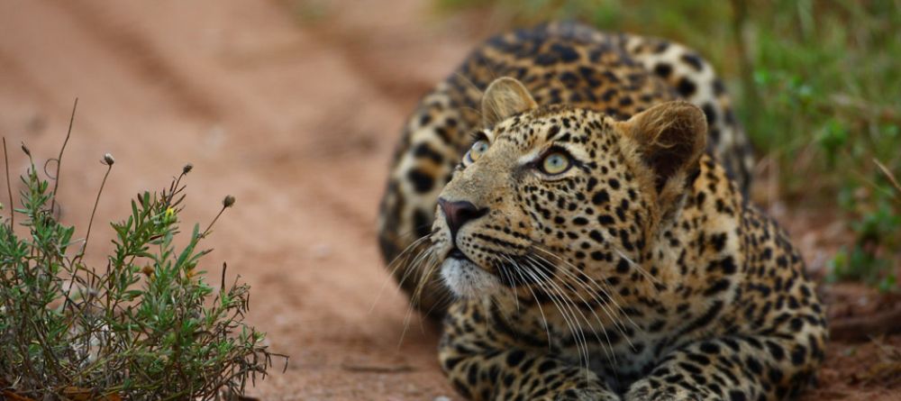 A curious leopard at Royal Malewane, Kruger National Park, South Africa - Image 2
