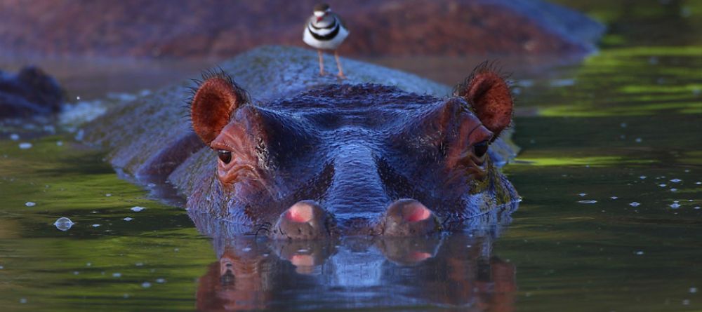 A hippo and his friend at Royal Malewane, Kruger National Park, South Africa - Image 1