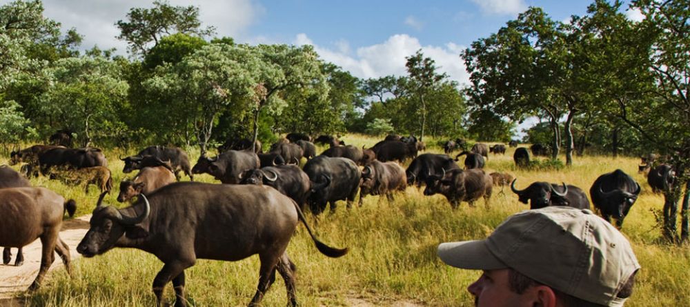 An up-close encounter with the herds during a game drive at Royal Malewane, Kruger National Park, South Africa - Image 25