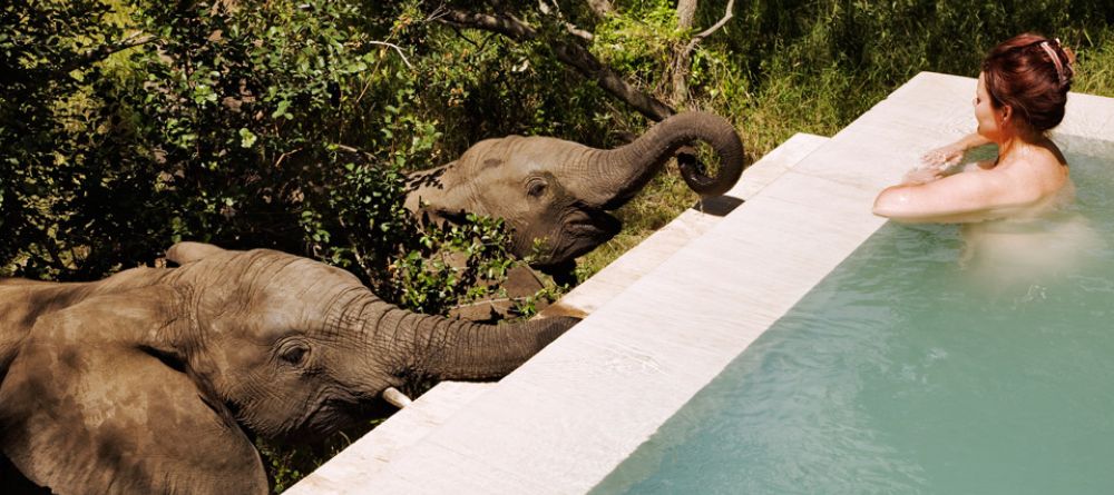 A pair of charming elephants taking a drink from the pool at Royal Malewane, Kruger National Park, South Africa - Image 22