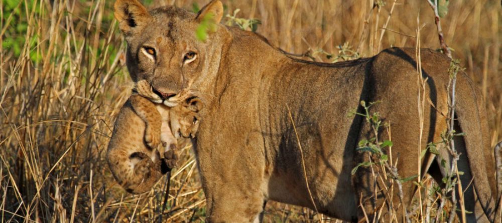 Robin Pope Walking Safari mom and cub - Image 2