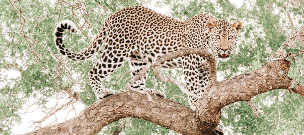 Thornybush Game Lodge - Image 15