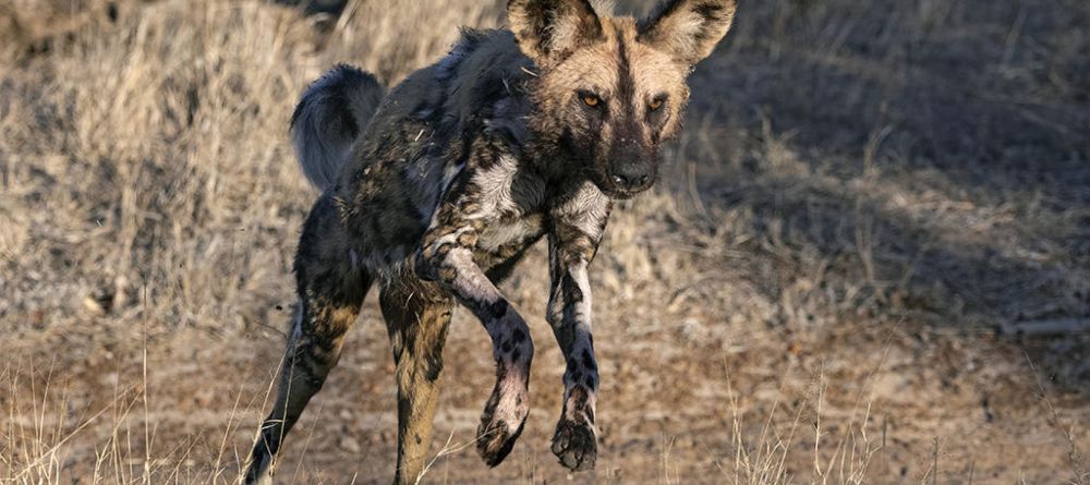 Thornybush Game Lodge - Image 1