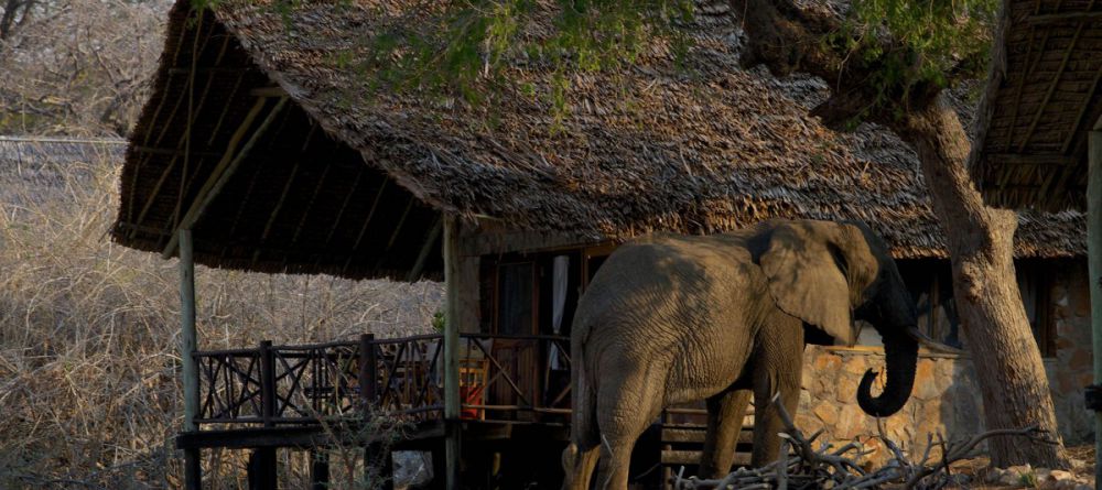 Ruaha River Lodge  - Image 2