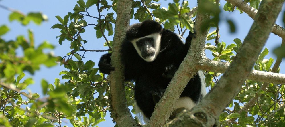 Colobus monkey in the forest at Rubondo Island Camp, Lake Victoria, Tanzania - Image 13