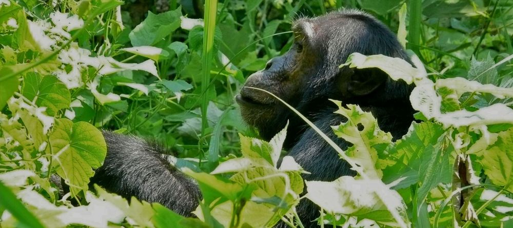 Chimpanzee in the forest at Rubondo Island Camp, Lake Victoria, Tanzania - Image 1