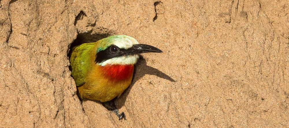 Ruckomechi Camp, Mana Pools National Park, Zimbabwe - Image 33