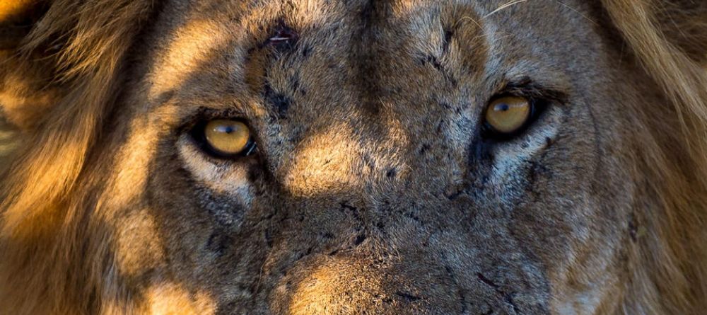 Ruckomechi Camp, Mana Pools National Park, Zimbabwe - Image 2