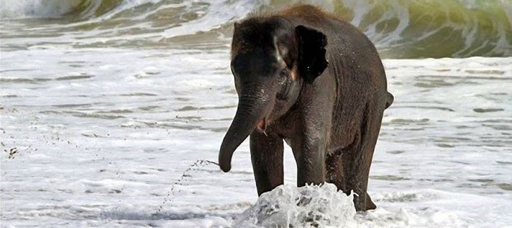 Saandani Safari Lodge, Saandani National Park, Tanzania - Image 8