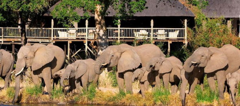 elephants - Image 14