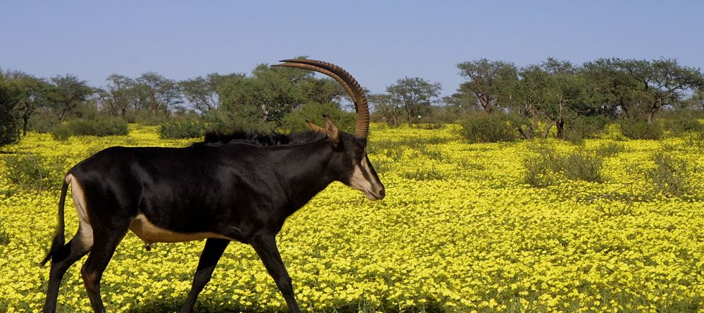 Sable during the green season- Tswalu Kalahari, Twsalu Kalahari, South Africa - Image 15