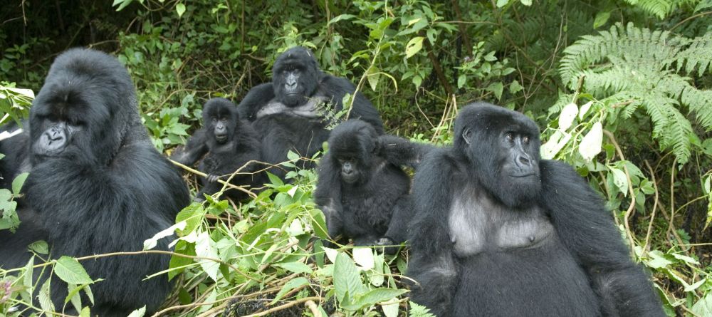 Sabyinyo Silverback Lodge, Parc National des Volcans, Rwanda - Image 11