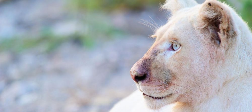 Gondwana Lodge, Sanbona Wildlife Reserve, South Africa - Image 2