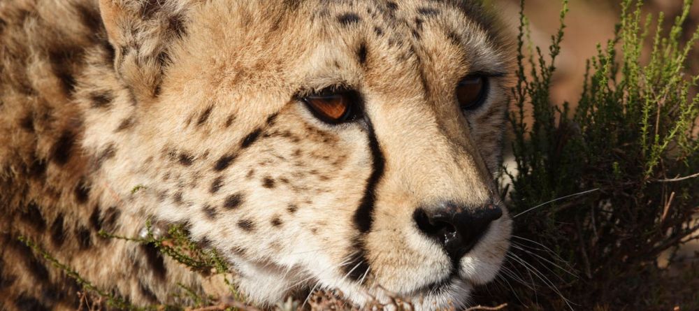 Gondwana Lodge, Sanbona Wildlife Reserve, South Africa - Image 7