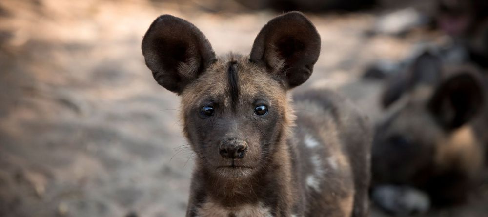 Selinda Adventure Trail - Image 9