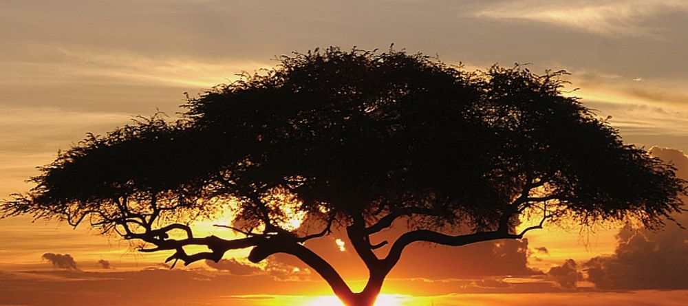 A silhouetted acacia tree at sunset at Katuma Bush Camp, Katavi National Park, Tanzania - Image 8
