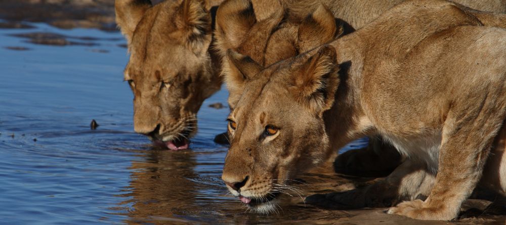 Savute Safari Lodge - Lions - Image 2