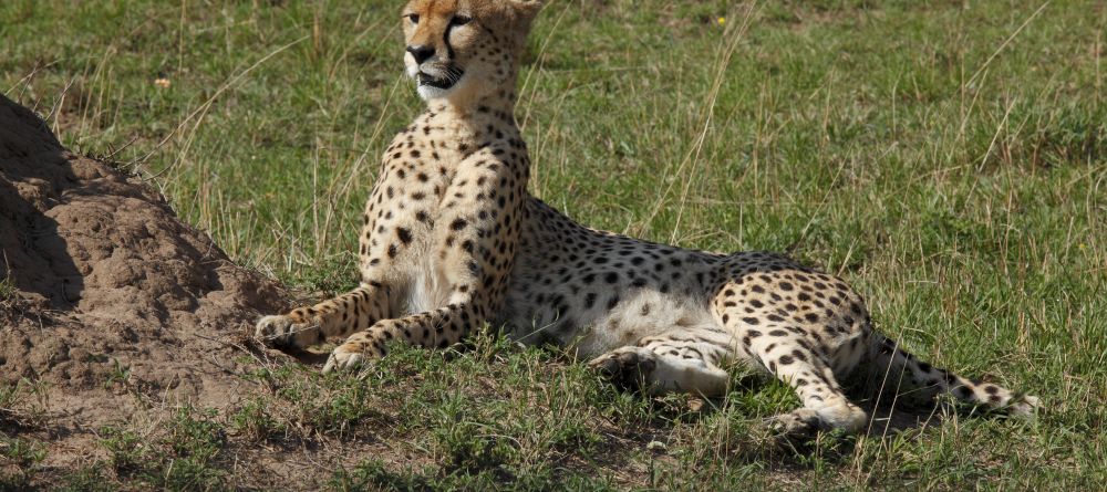 A cheetah sits alertr at Serengeti Bushtops Camp, Serengeti National Park, Tanzania - Image 4