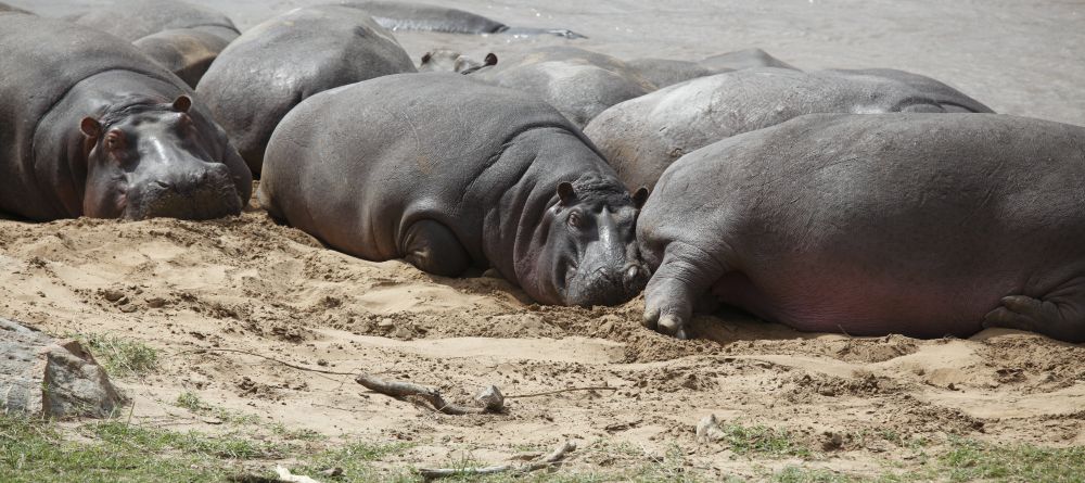Hippos soak up sun on the riverbanksr at Serengeti Bushtops Camp, Serengeti National Park, Tanzania - Image 2