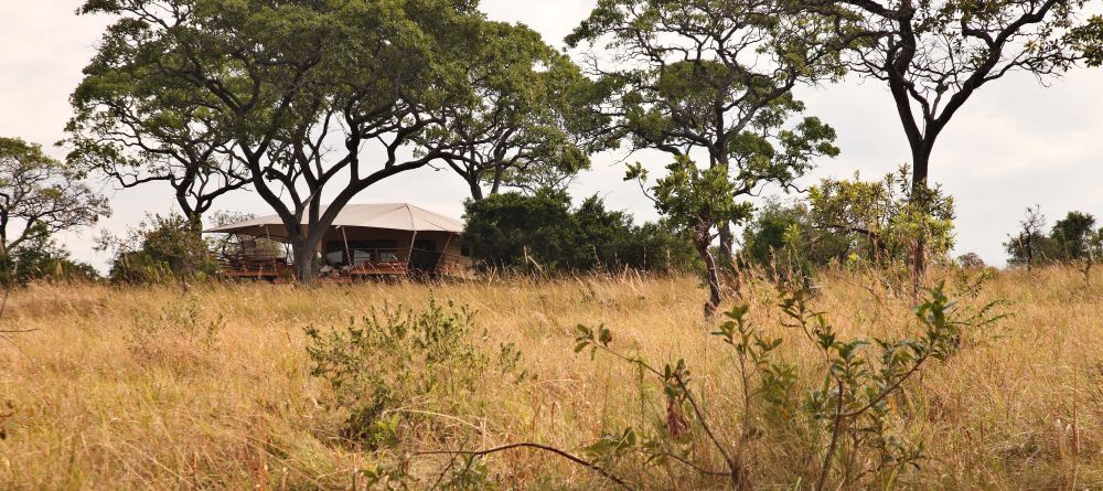 Tents are nestled amid the bush for a beautiful and natural settingr at Serengeti Bushtops Camp, Serengeti National Park, Tanzania - Image 15