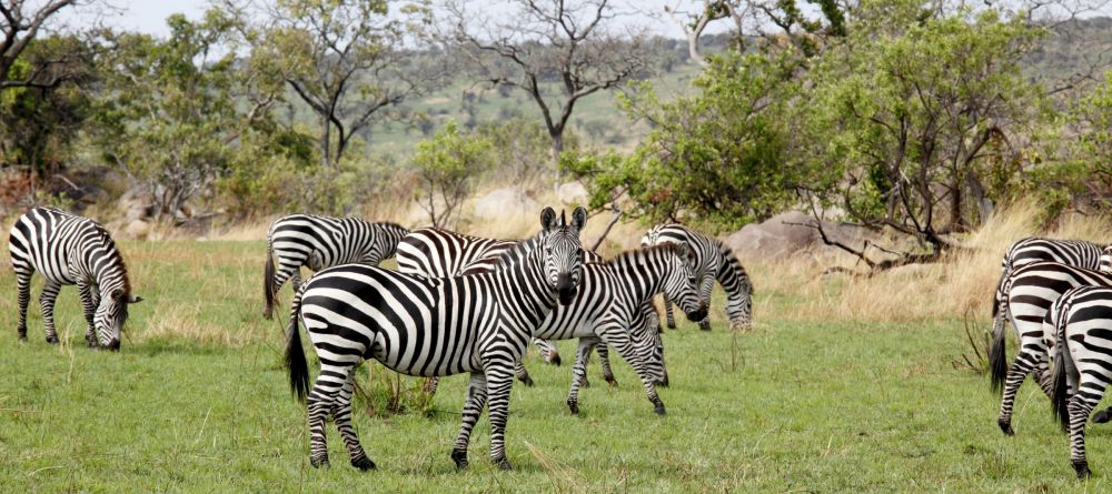 Zebras graze on the lush plainsr at Serengeti Bushtops Camp, Serengeti National Park, Tanzania - Image 14