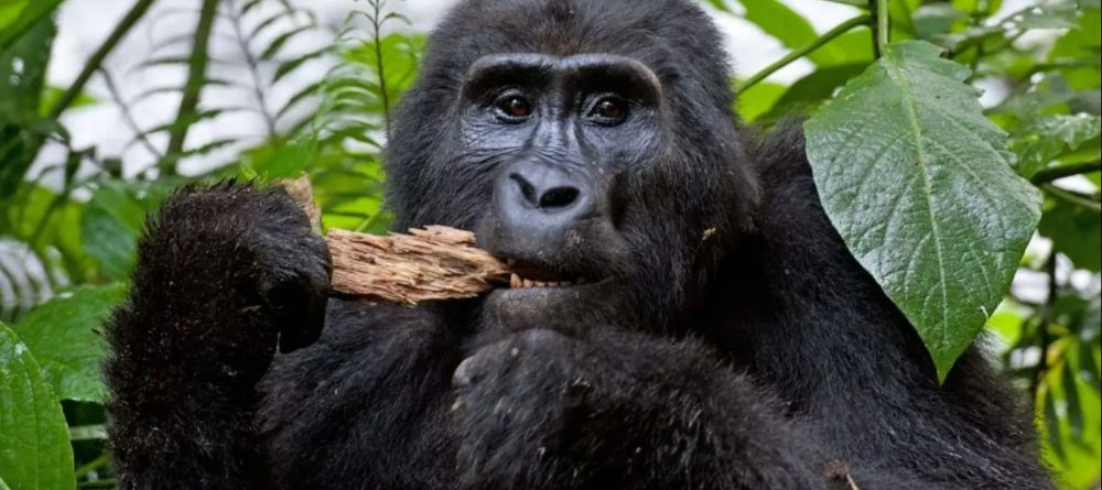 Haven Lodge -  Gorilla - Image 4