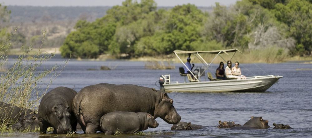 Hippos at Seba Camp, Okavango Delta, Botswana  - Image 7