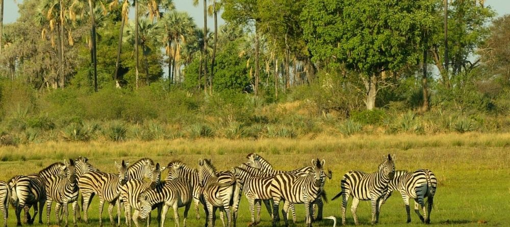 Zebras at Seba Camp, Okavango Delta, Botswana (Wilderness Safaris) - Image 10