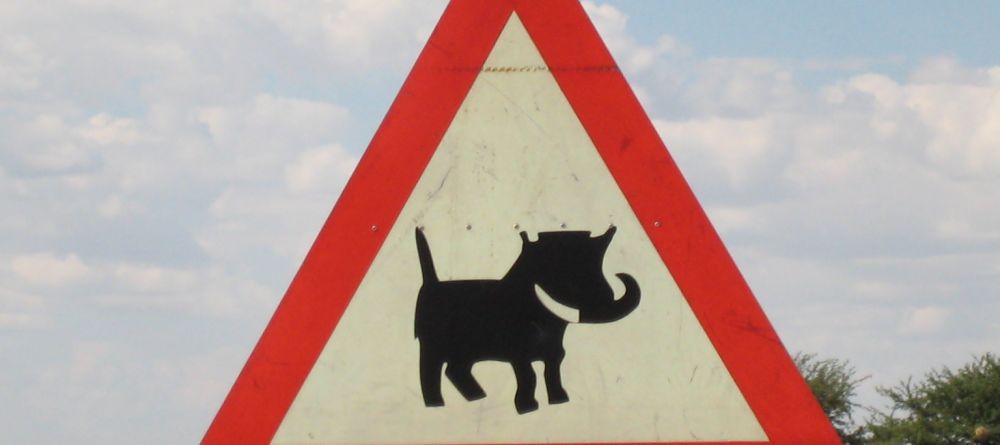 Self drive Namibia warthog crossing - Image 6