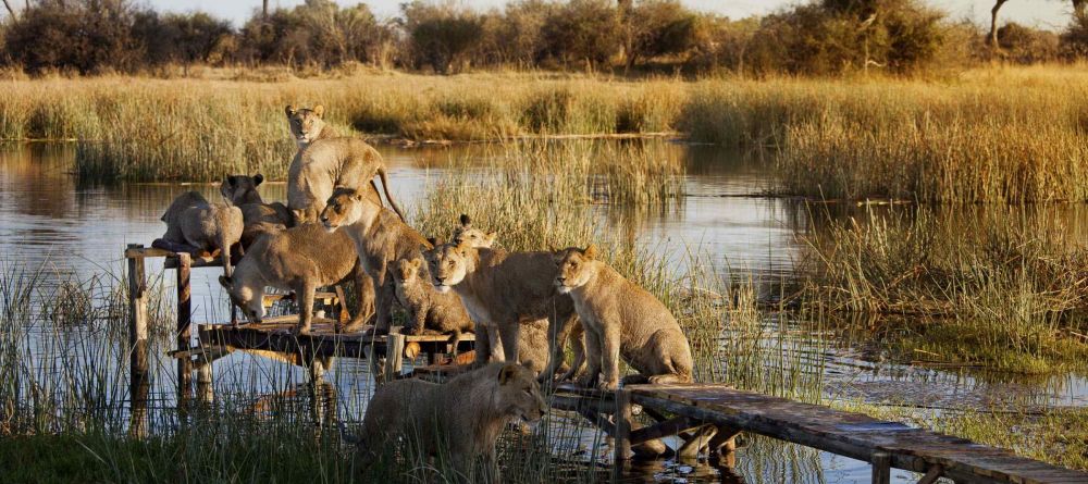 Selinda Explorers Camp pride - Image 4