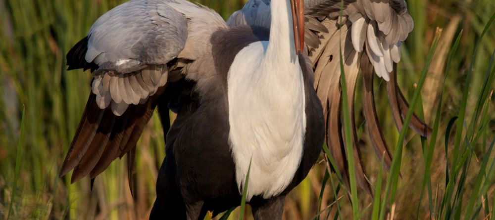 Crane spotted on Selinda Canoe Trail, Linyati Wetlands, Botswana - Image 3