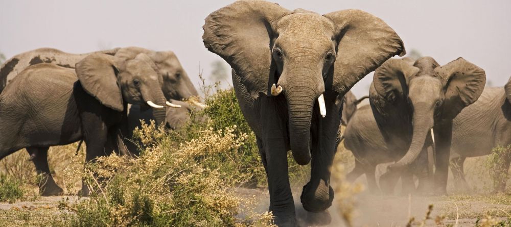 Zarafa Camp, Linyanti Wetlands, Botswana - Image 13