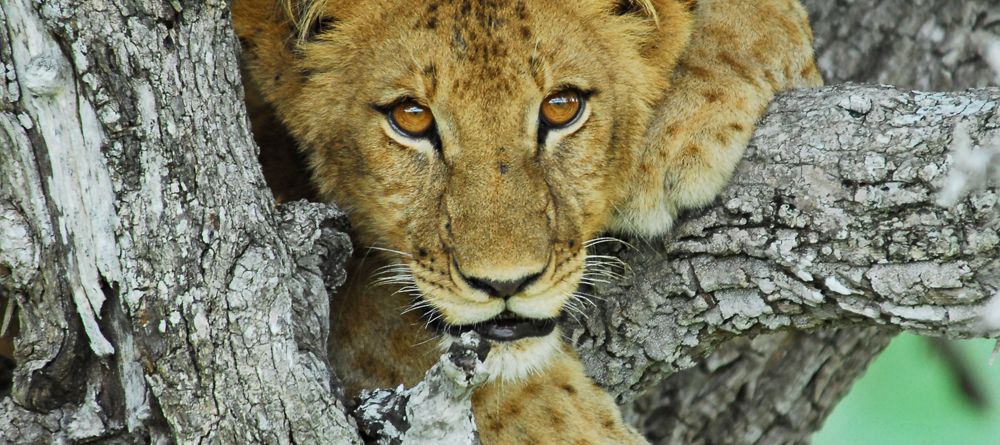 A lion cub climbing a tree at Lake Manze Tented Camp, Selous National Park, Tanzania - Image 2