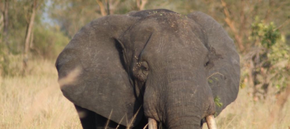Semliki Safari Lodge, Semliki Valley Wildlife Reserve, Uganda - Image 8
